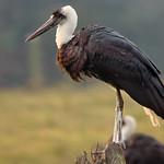 Белошейный аист / Ciconia microscelis