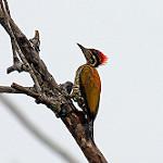 Spot-throated Flameback / Dinopium everetti