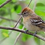 Боливийский колючник / Thamnophilus sticturus