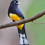 Черноголовый трогон / Trogon melanocephalus