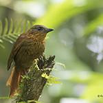 Streak-breasted Treehunter / Thripadectes rufobrunneus