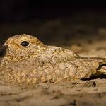 Синдский козодой / Caprimulgus mahrattensis
