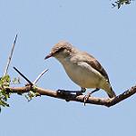 Yellow-vented Eremomela / Eremomela flavicrissalis