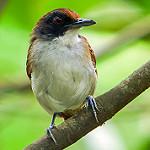 Ash-breasted Antbird / Myrmoborus lugubris