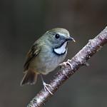 White-gorgeted Flycatcher / Anthipes monileger