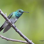 Mangrove Hummingbird / Chrysuronia boucardi