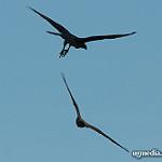 Red Goshawk / Erythrotriorchis radiatus