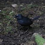 Белошапочный тапакуло / Scytalopus atratus