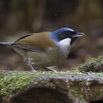 White-cheeked Laughingthrush / Pterorhinus vassali