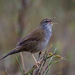 Spotted Bush Warbler / Locustella thoracica