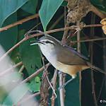 Isthmian Wren / Cantorchilus elutus