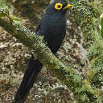 Apo Myna / Goodfellowia miranda