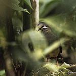 Оливковая перепелиная горлица / Leptotrygon veraguensis