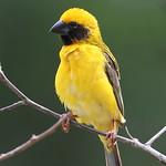 Asian Golden Weaver / Ploceus hypoxanthus