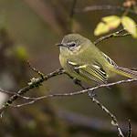 Yungas Tyrannulet / Phyllomyias weedeni