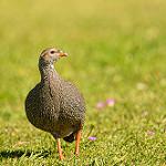 Cape Spurfowl / Pternistis capensis