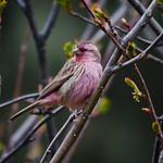 Краснопоясничная чечевица / Carpodacus waltoni