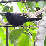 Colombian Mountain Grackle / Macroagelaius subalaris