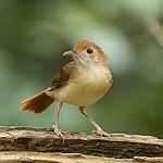 Двухцветный усатоклюв / Pellorneum bicolor