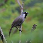 Cambodian Laughingthrush / Garrulax ferrarius