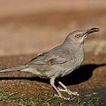 Кривоклювый пересмешник / Toxostoma curvirostre