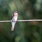 Grey-throated Martin / Riparia chinensis