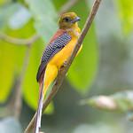 Orange-breasted Trogon / Harpactes oreskios