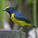 Венценосная эуфония / Euphonia imitans
