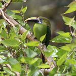 Blue-throated Toucanet / Aulacorhynchus caeruleogularis