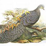 Хайнаньский павлиний фазан / Polyplectron katsumatae