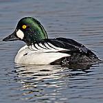 Гоголь / Bucephala clangula