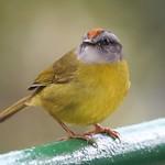 Корольковый певун / Myiothlypis coronata