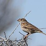 Vesper Sparrow / Pooecetes gramineus
