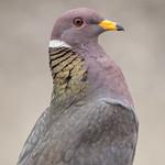 Полосатохвостый голубь / Patagioenas fasciata