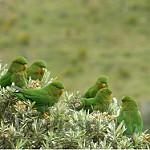 Rufous-fronted Parakeet / Bolborhynchus ferrugineifrons