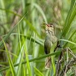 Saipan Reed Warbler / Acrocephalus hiwae