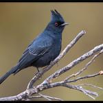 Чёрный шелкохвост / Phainopepla nitens