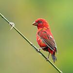 Scarlet Finch / Carpodacus sipahi