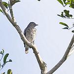 White-winged Cotinga / Xipholena atropurpurea
