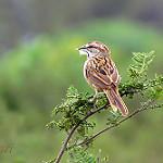 Пестроголовая овсянка / Rhynchospiza strigiceps