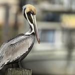 Пеликанообразные / Pelecaniformes фото