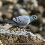Hill Pigeon / Columba rupestris