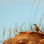 Striated Grasswren / Amytornis striatus