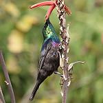 Violet-breasted Sunbird / Cinnyris chalcomelas