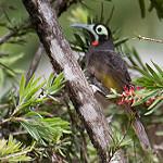 Серёжчатый медосос / Melidectes rufocrissalis