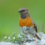Robin Accentor / Prunella rubeculoides