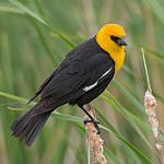 Yellow-headed Blackbird / Xanthocephalus xanthocephalus