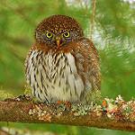 Northern Pygmy Owl / Glaucidium californicum