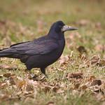 Грач / Corvus frugilegus