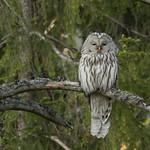 Длиннохвостая неясыть / Strix uralensis